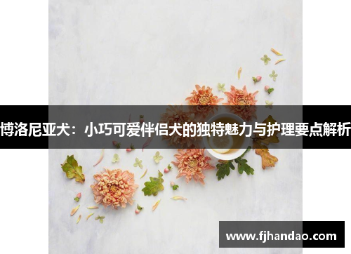 博洛尼亚犬：小巧可爱伴侣犬的独特魅力与护理要点解析